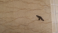 Syntomoides imaon