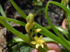 Bulbine semibarbata