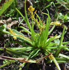 Bulbine semibarbata