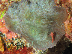 Echinomorpha nishihirai