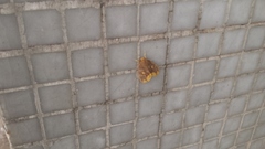 Euproctis quadrangularis