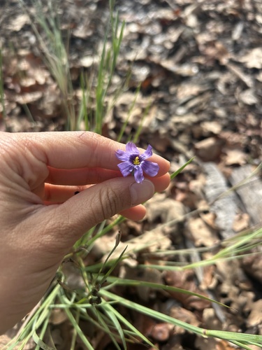 Sisyrinchium bellum observed 2026-10-02