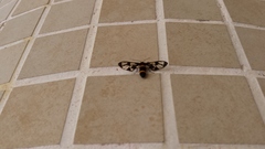 Syntomoides imaon