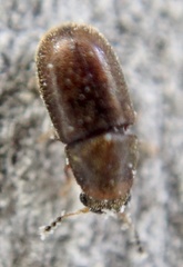 Cis bilamellatus