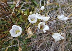 Gentianella muelleriana