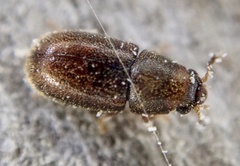 Cis bilamellatus