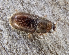Cis bilamellatus