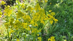 Brassica napus napus