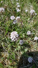 Noccaea caerulescens