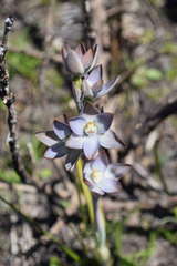 Thelymitra epipactoides