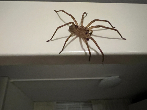 Mediterranean Spiny False Wolf Spider