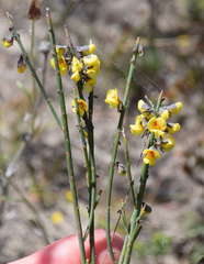 Sphaerolobium vimineum