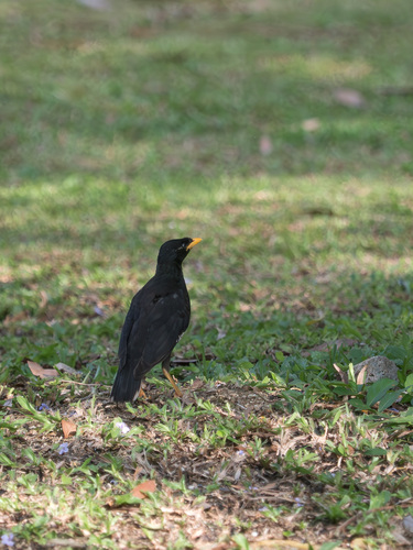 Great Myna