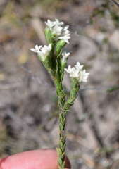 Pimelea phylicoides
