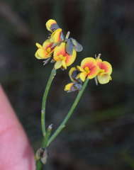 Sphaerolobium vimineum