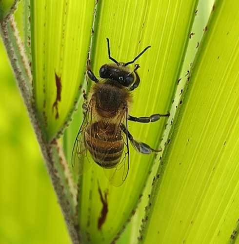 Western Honey Bee