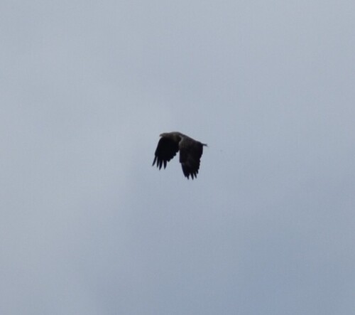 White-tailed Eagle