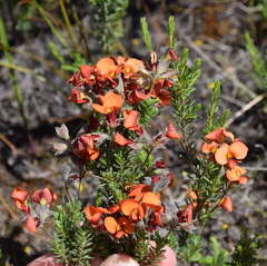 Dillwynia hispida