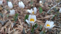 Sanguinaria canadensis