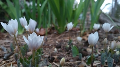 Sanguinaria canadensis