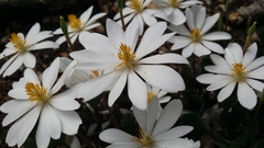 Sanguinaria canadensis