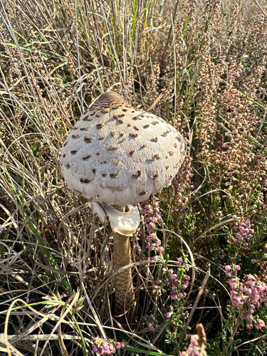 Parasol