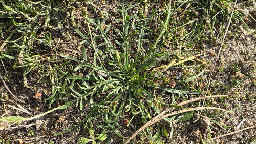 Buck's-horn Plantain