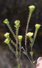 Pimelea flava flava