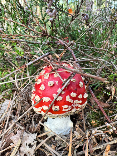 Fly Agaric