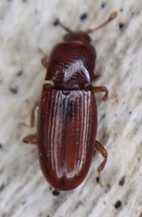 Cerylon ferrugineum