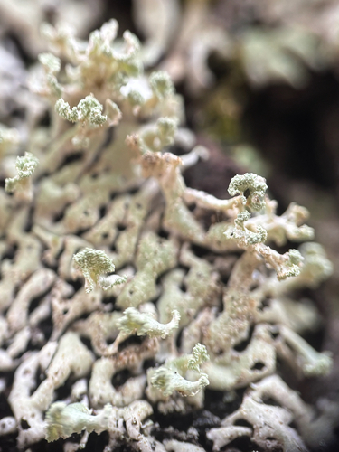 Tree Flute Lichen