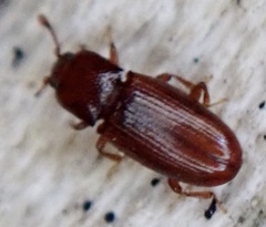 Cerylon ferrugineum