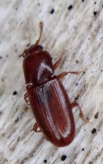 Cerylon ferrugineum