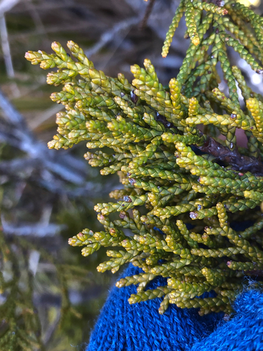 Alpine tarwood (Halocarpus biformis)