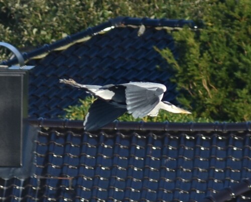 Grey Heron