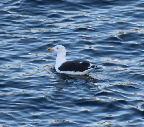 Great Black-backed Gull