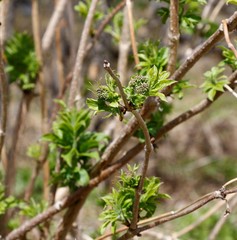 Sambucus kamtschatica