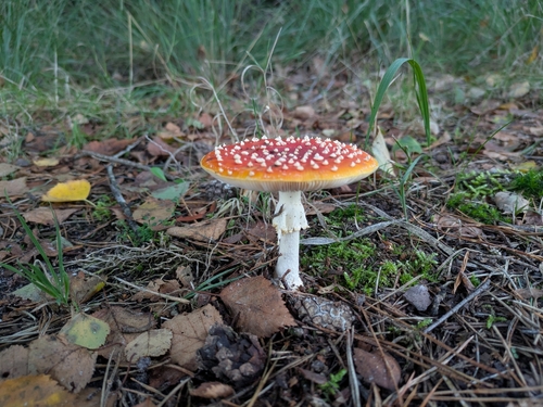 Fly Agaric