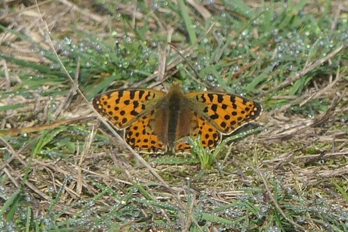 Queen of Spain Fritillary