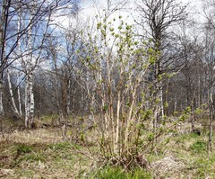 Sambucus kamtschatica