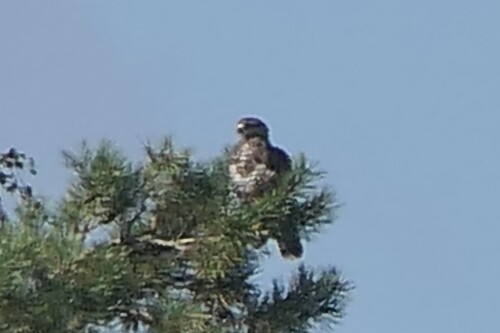 Common Buzzard