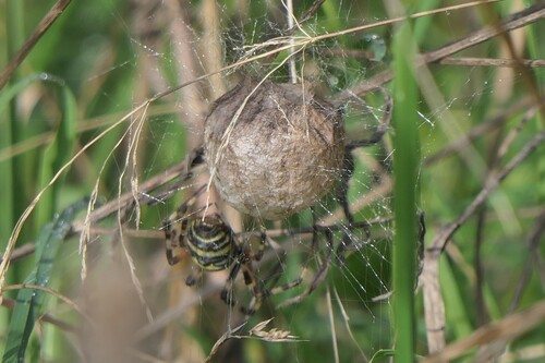 Wasp Spider