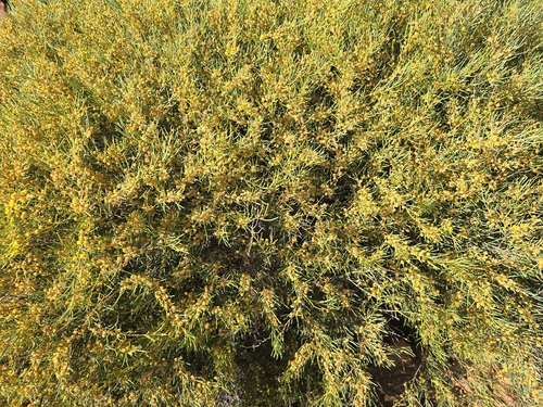 Acacia rigens observed 2026-09-25