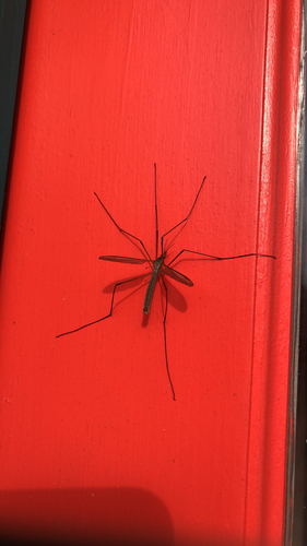European Crane Fly