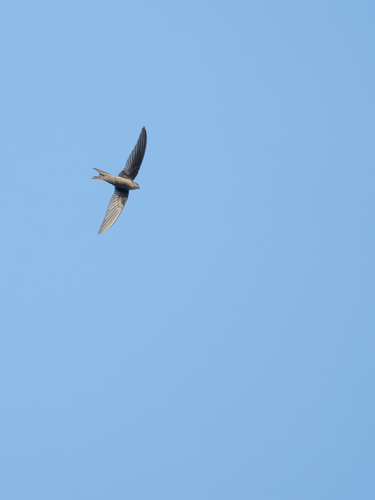 Asian Palm Swift