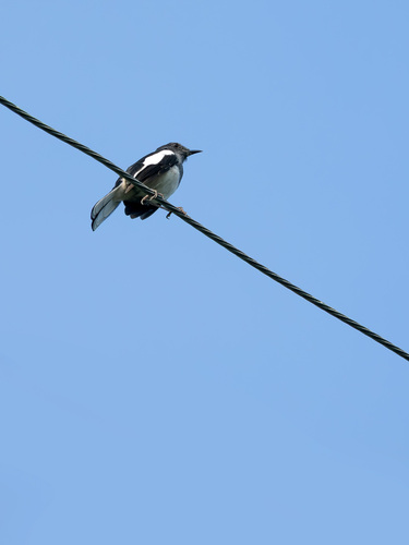 Oriental Magpie-Robin
