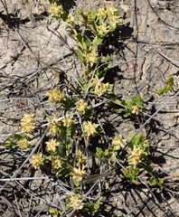 Dodonaea procumbens
