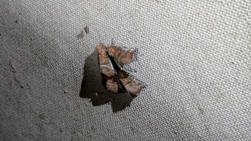 Herald Moth