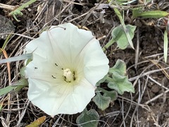 Calystegia collina