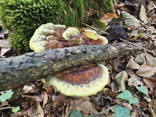 European Dyer's Polypore
